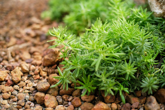 花园中的精美suculants和仙人掌植物图片