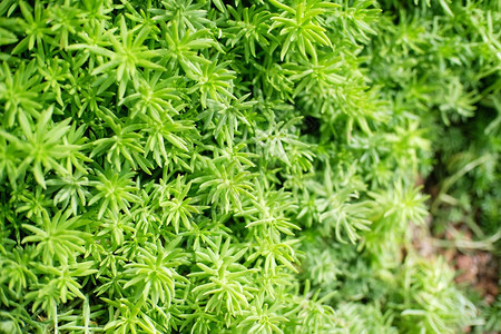 用于背景的美丽自然草图片