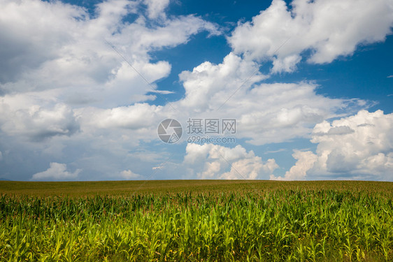 绿色玉米田和蓝天空图片