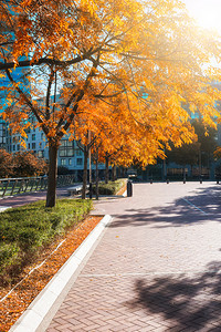 秋色城市公园阳光明媚的现代城市公园风景图片