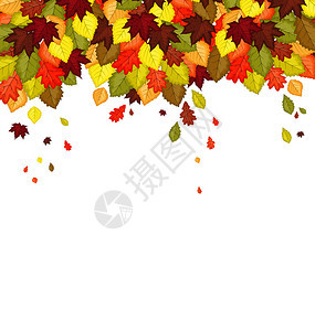 秋叶颜色的矢量说明自然叶的背景秋颜色的季图片