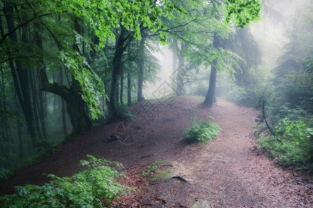 绿色夏季雨和雾林古老的迷地自然景观喀尔巴阡山乌克兰喀尔巴阡山绿色夏季雨和雾的老森林图片