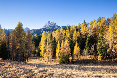 秋天的颜色在森林中ValdiFunesBolzano南蒂罗尔多洛米特意大利图片