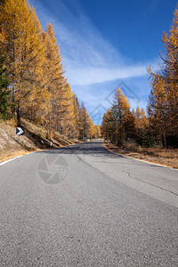 森林中的道路和高山风景图片