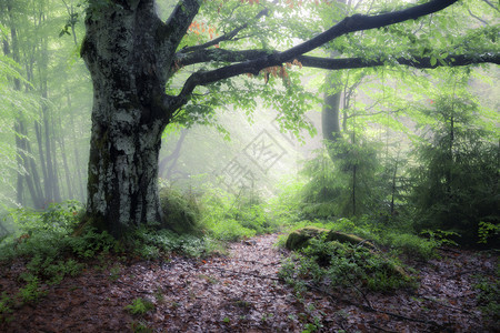 绿色夏季雨和雾林旧的自然景观美国烟雾山图片