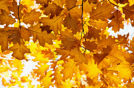 自然环境中明亮的秋天叶图片