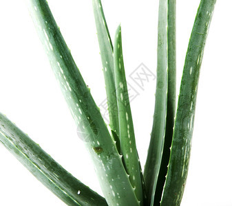 白上孤立的Aloevera图片