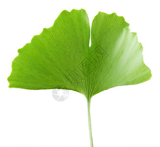 GinkgoBilobaLeaf孤立于白色背景图片