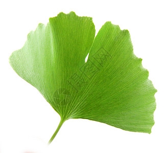 GinkgoBilobaLeaf孤立于白色背景图片