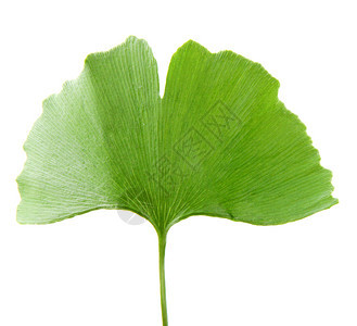 GinkgoBilobaLeaf孤立于白色背景图片