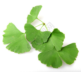 GinkgoBilobaLeaf孤立于白色背景图片