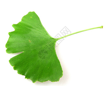 GinkgoBilobaLeaf孤立于白色背景图片