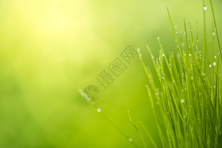 绿草有水阳光明亮大自然背景绿夏季草地日出图片