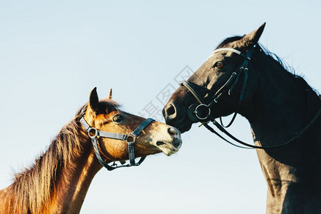 两匹纯种马蓝天背景日落动物和自然正面近头两匹纯种马蓝天背景图片