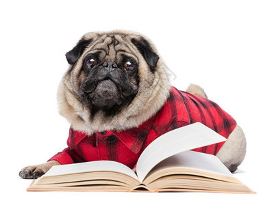 穿着红色检查过的衬衫毛小狗在公开的书旁铺设孤立在白色背景上fluffypug狗在公开的书旁铺设图片