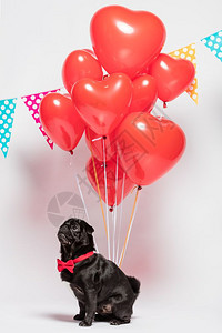 红弓中的黑公狗坐在一群红心形的和圆花冠面前黑公狗和心形的图片