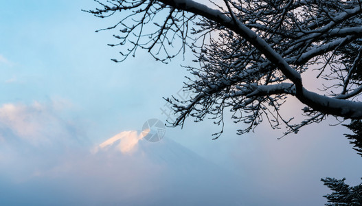 冬有晨雾的藤山图片