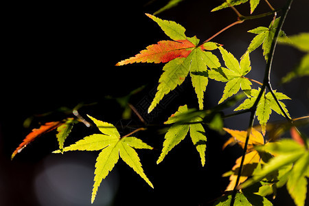 美丽的绿树叶秋天变红图片