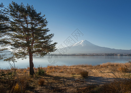 清晨在川口湖周围美丽的藤山风景图片