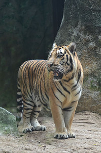 在动物园打开的老虎图片