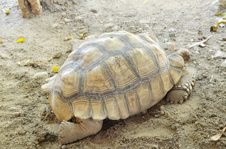 松露炖草龟图片