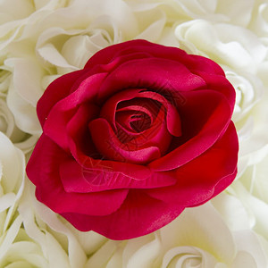 人工红玫瑰花图片