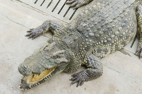 泰国动物园露天的鳄鱼图片