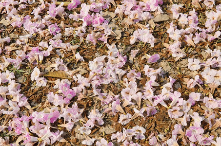 塔贝比亚花的粉红地毯图片