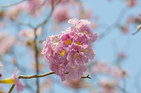 美丽的粉红花和蓝天空泰国图片