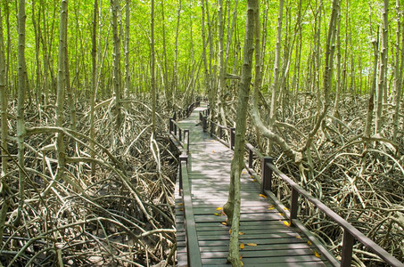 泰国红树林中的森路径图片