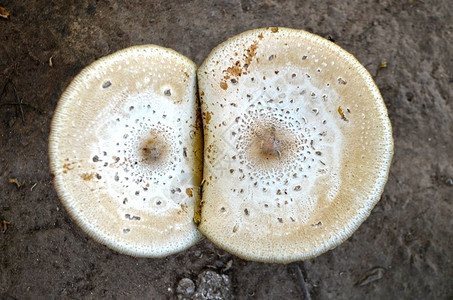 大蘑菇中毒图片