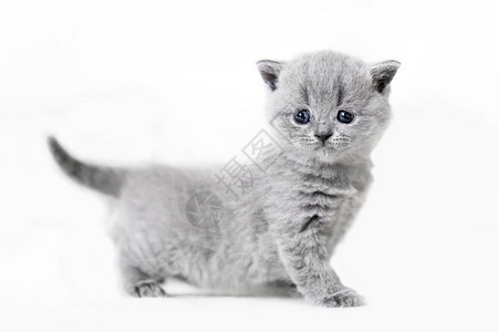 可爱的小猫肖像白色背景的英国短毛猫图片