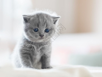 坐在床上的可爱小猫英国短发床上可爱小图片