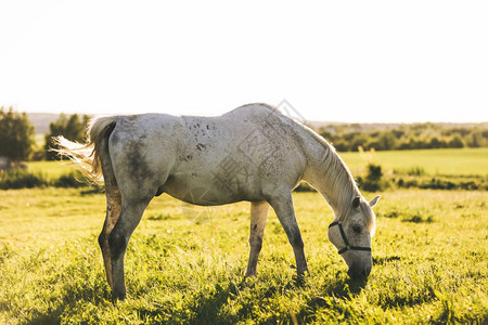 纯白的马在田野上吃草动物和自然图片