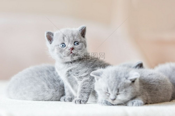 两只睡着一坐在摄像机后面看英国短发一群小灰猫英国短发图片