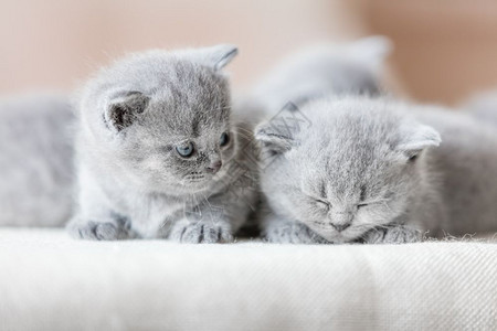 两只可爱的小猫一只睡着另看他英国短发猫两只可爱的英国短发猫图片