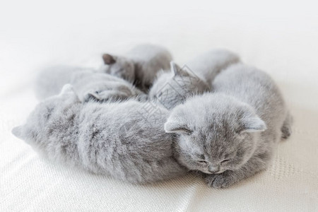一群睡着的年轻小猫一起躺着英国短发猫一群睡着的小猫图片