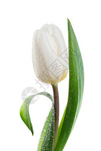 白色背景的单郁金香春季花白孤立的花背景单郁金花图片