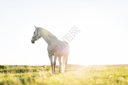 孤单的白马站在日落草地上动物和自然图片