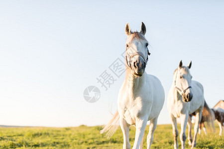 两匹白马在绿色草地前行动物和自然日落图片
