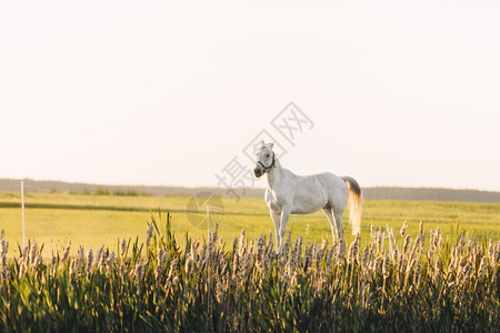 孤单的白马站在绿地上日落时有花朵野兽图片