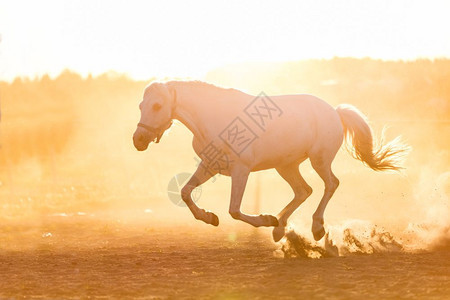 白马在日落的沙子上奔跑野兽灰色纯种马图片