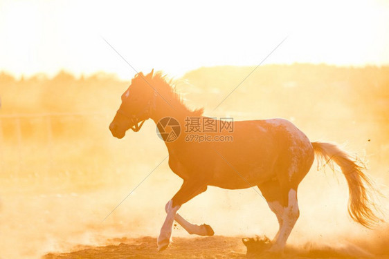 黑暗纯净的马在日落沙滩上奔驰黑暗纯净的马在沙滩上奔驰图片