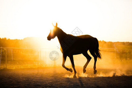 黑马在日落时跑墙上日光照亮了一匹马图片