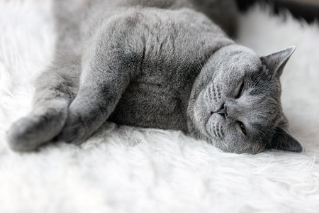 英国短发小猫用蓝色灰毛皮养小猫年轻的可爱小猫睡着的白皮毛英国短发小猫睡着可爱的白皮毛图片