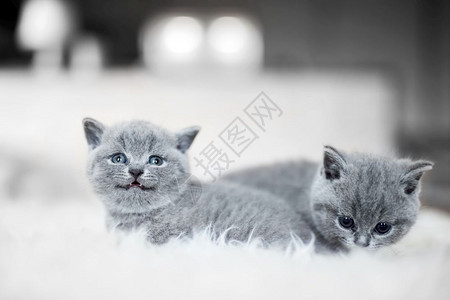 两只小猫躺在彼此旁边的白毛毯上小猫的英国短发两只小猫躺在彼此旁边图片