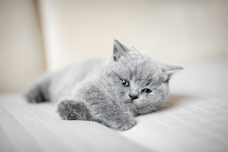 毛灰猫懒惰地抬起头英国短发猫懒惰地躺下图片