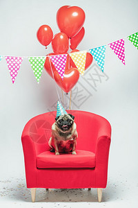 坐在红椅子上背着多彩的花兰和红心形子生日小狗在喜庆的背景图片