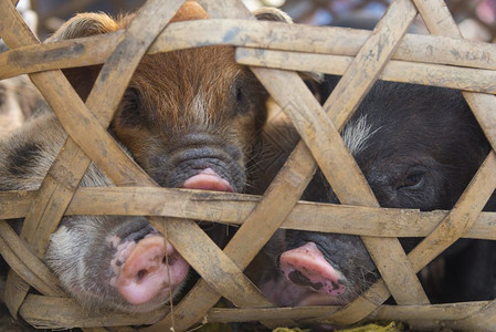 老挝当地猪出售图片