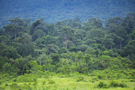 泰国KhaoYai公园热带雨林自然资源分布图图片